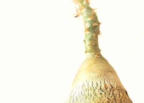 パキポディウム サキュレンタム 天馬空　Pachypodium succulentum