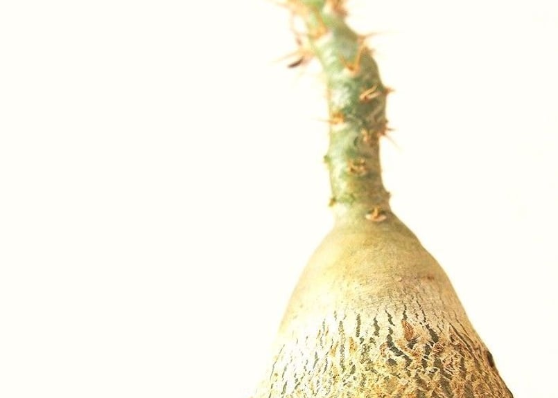 パキポディウム サキュレンタム 天馬空 Pachypodium succulentum | m