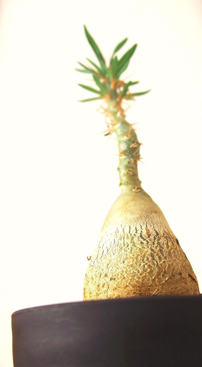 パキポディウム サキュレンタム 天馬空 Pachypodium succulentum | m