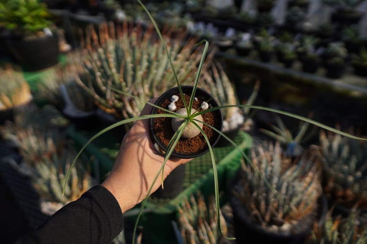 ボーカルネア グラキリス Beaucarnea gracilis | mana's farm: