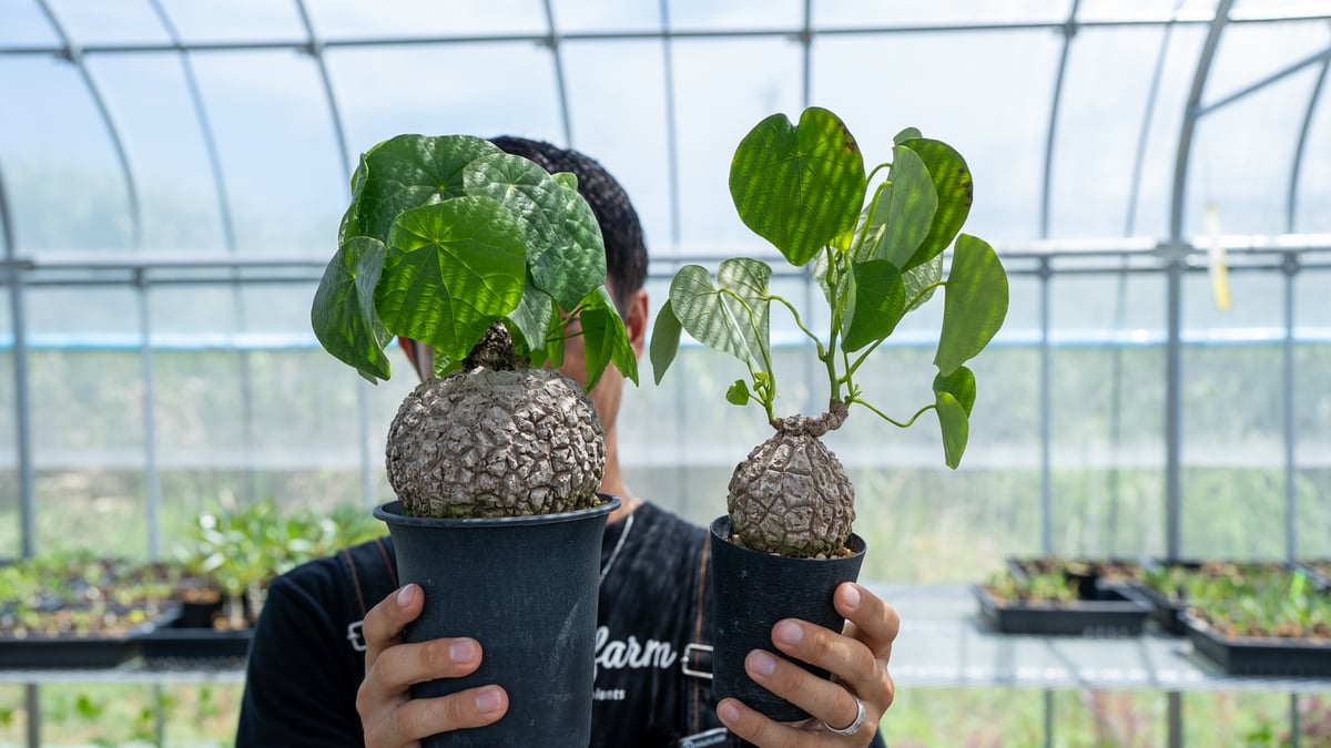 ステファニアスベローサ　大株 ステファニア スベローサ | mana's farm:塊根植物・アガベ