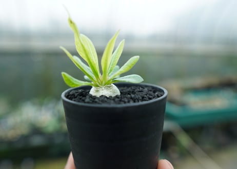 パキポディウム　恵比寿笑い　Pachypodium brevicaule　No.2