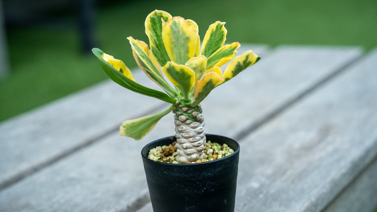 ユーフォルビア ポイゾニー錦 | mana's farm:塊根植物・アガベ・ドライ