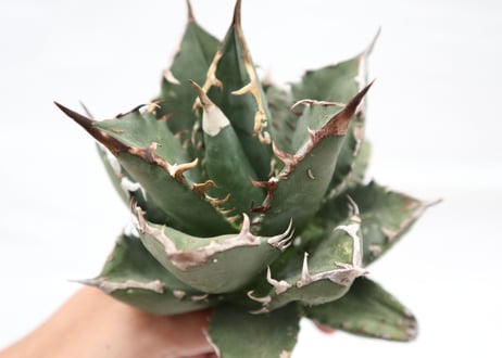 Agave titanota FO-76 compacta dwarf  no.6