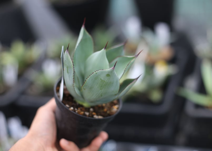 アガベ セルシーノバ | mana's farm:塊根植物・アガベ・ドライ