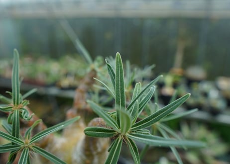 パキポディウム　グラキリス　 Pachypodium Gracilius  No.1