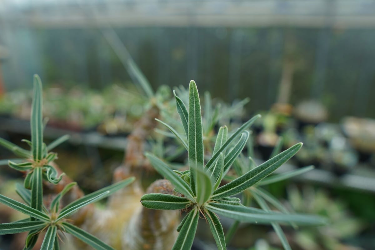 パキポディウム グラキリス Pachypodium Gracilius No.1 | ma パキポディウム グラキリス Pachypodium Gracilius No.1 | ma