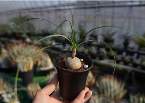 ボーカルネア　グラキリス　Beaucarnea gracilis