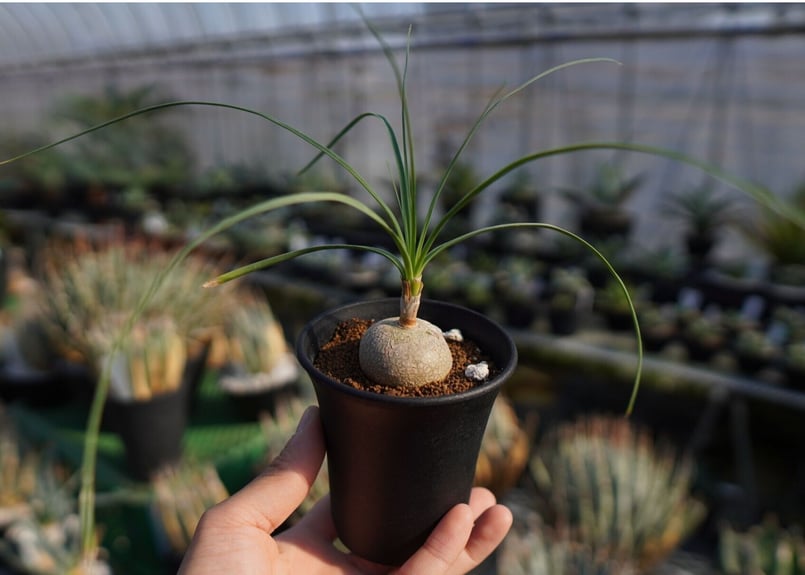 ボーカルネア グラキリス Beaucarnea gracilis | mana's farm: