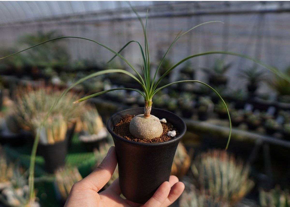 ボーカルネア グラキリス Beaucarnea gracilis | mana's farm:
