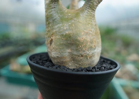 パキポディウム　グラキリス　 Pachypodium Gracilius  No.3