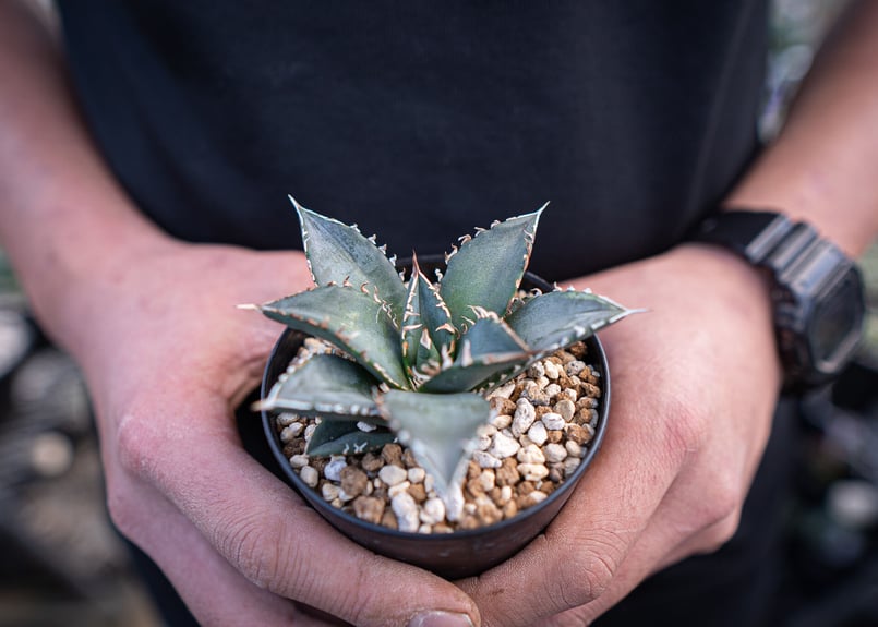 agave titanota 海王 | mana's farm:塊根植物・アガベ・ドライガーデ