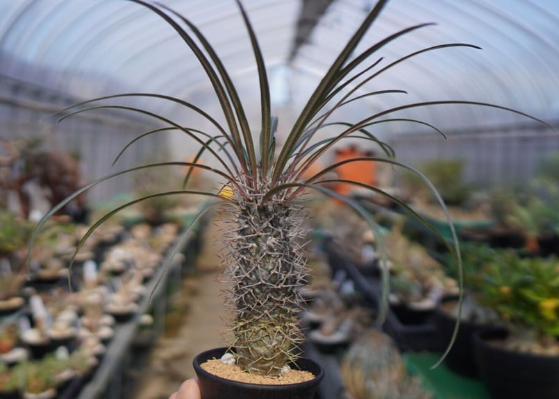 パキポディウム ゲアイ 亜阿相界 | mana's farm:塊根植物・アガベ