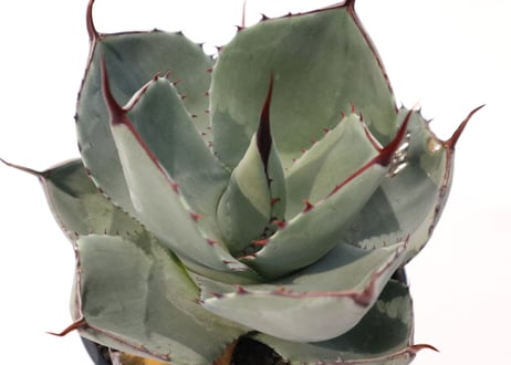 アガベ　パリー　トランカータ　Agave parryi truncata huntington  no.3