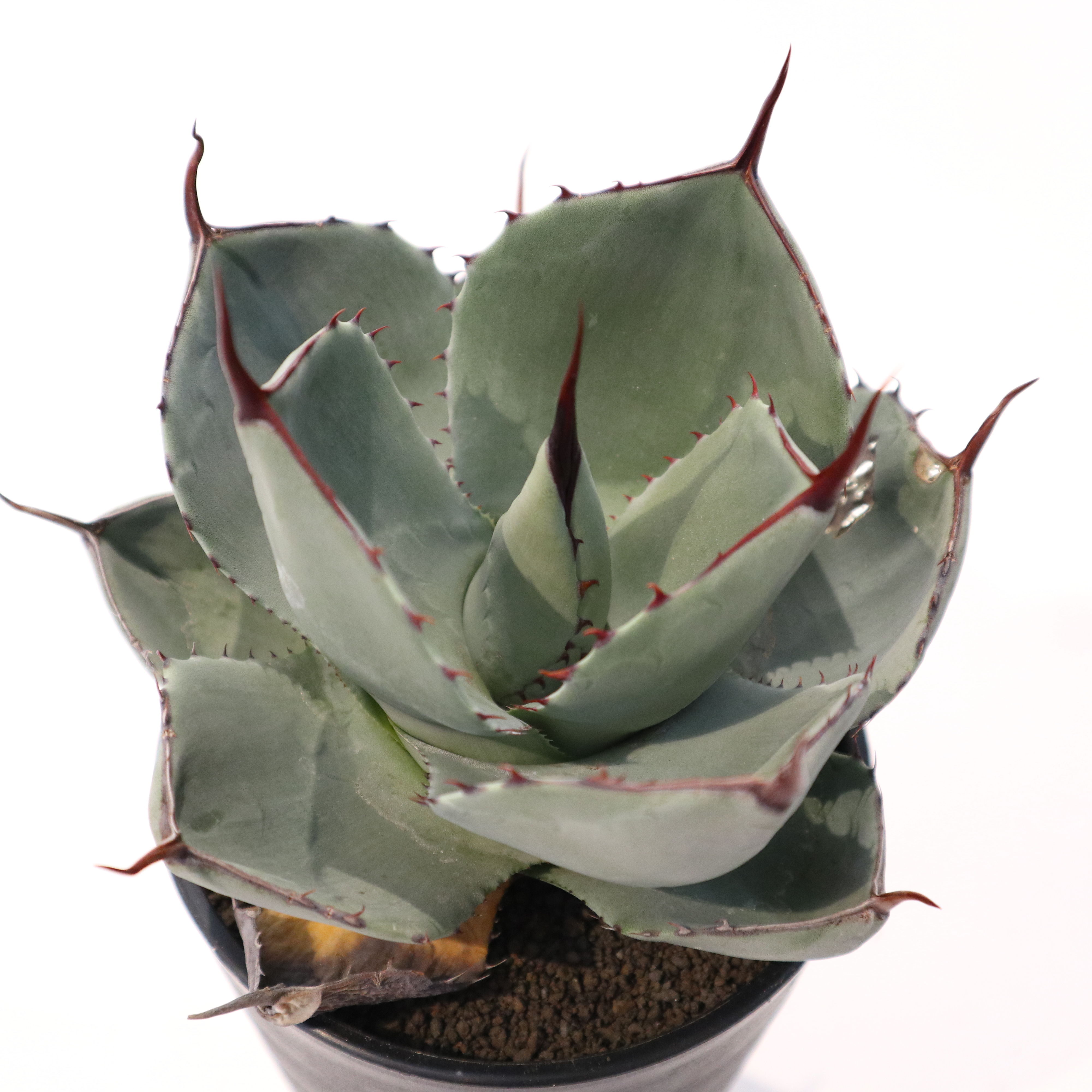 アガベ パリー トランカータ Agave parryi truncata huntington