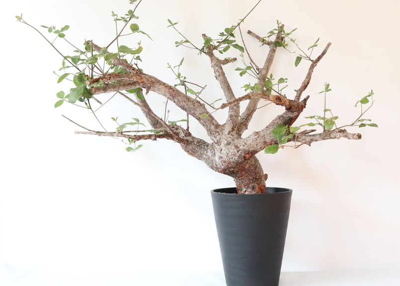 塊根植物 Commiphora orbicularis SOLD. - Commiphora orbicularis - 冨部咲喜子 #commiphora