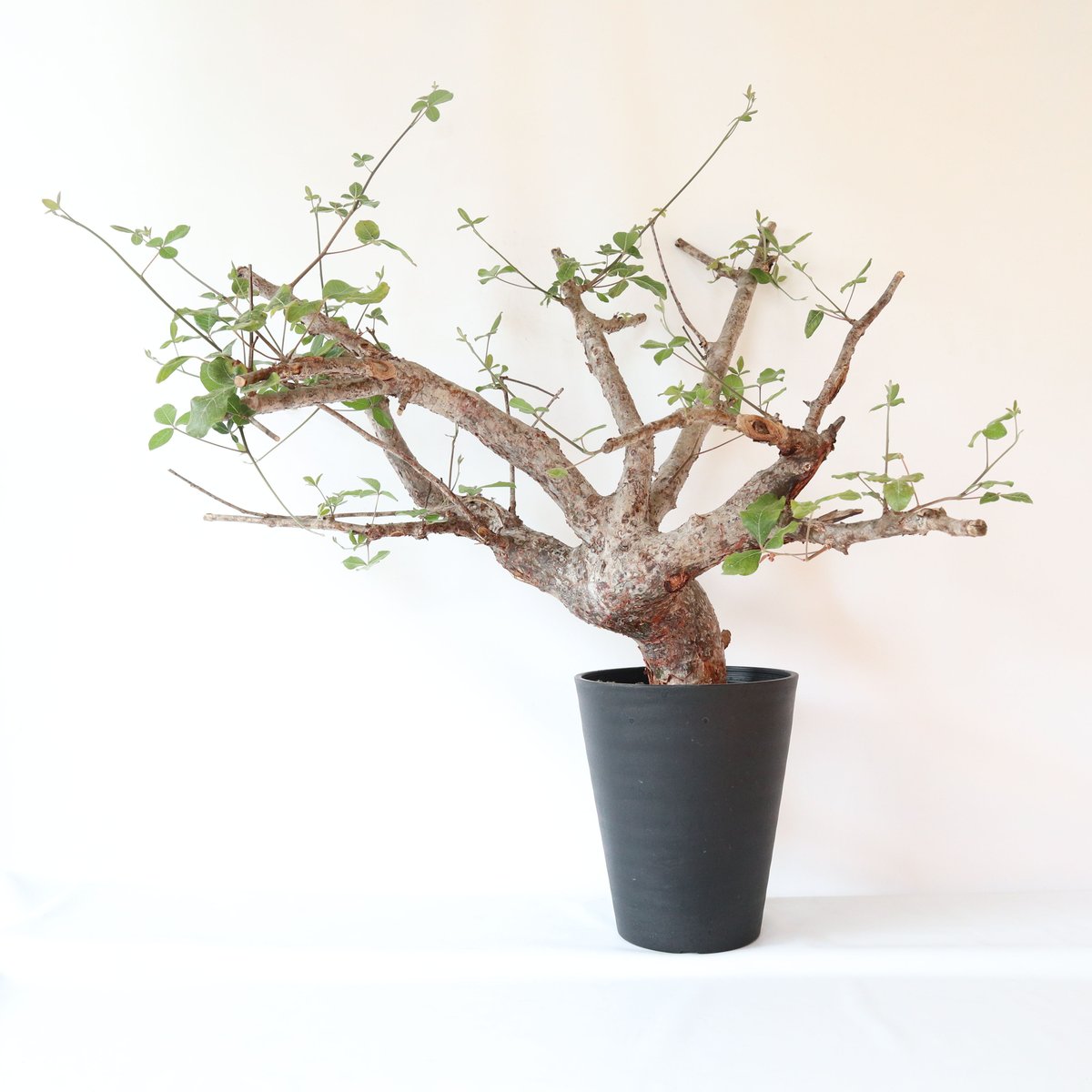 塊根植物 Commiphora orbicularis commiphora orbicularis #塊根#塊根植物#塊根植物のある暮らし