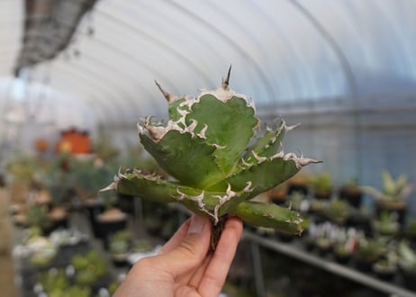 agave titanota ソーラーエクリプス　solareclipse　No.1