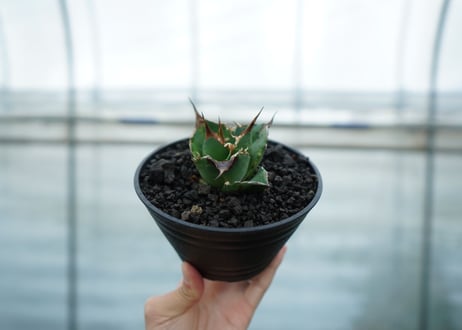 アガベ　チタノタ　白鯨　Agave titanota White whale
