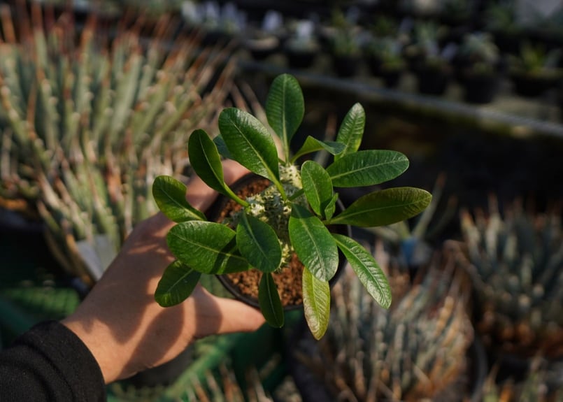 パキポディウムラメレイ台 恵比寿笑い接木 Pachypodium