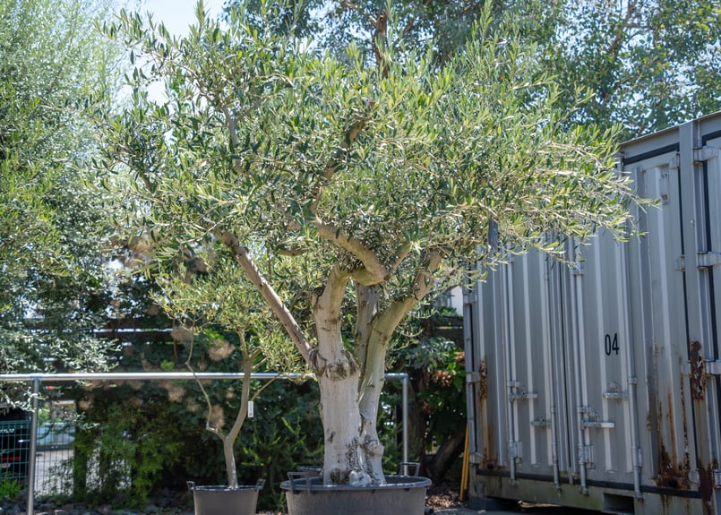 20年の時を重ねた一本】国産オリーブ | mana's farm:塊根植物・アガベ