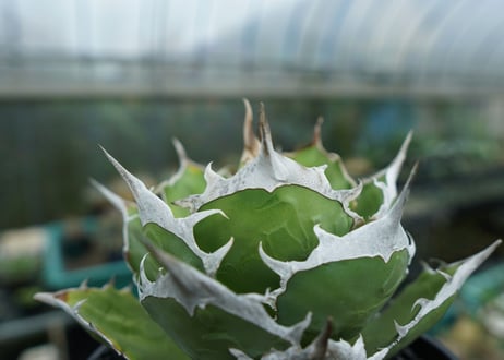 agave titanota 獅子光　Lion light　No.1