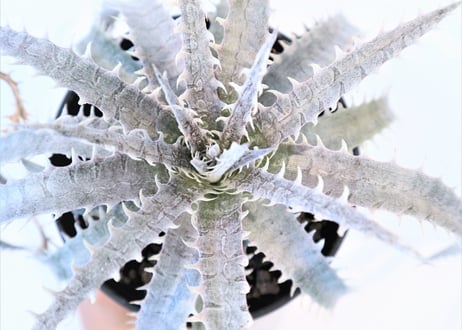 Dyckia delicat golden form F1 X (Arizona X ML)