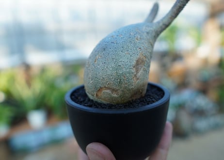 【未発根】パキポディウム　グラキリス　 Pachypodium Gracilius  No.31