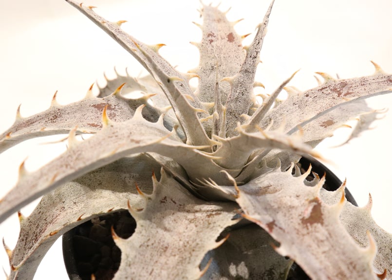 Dyckia Red Bone X ML Red Clone F1 | mana's farm