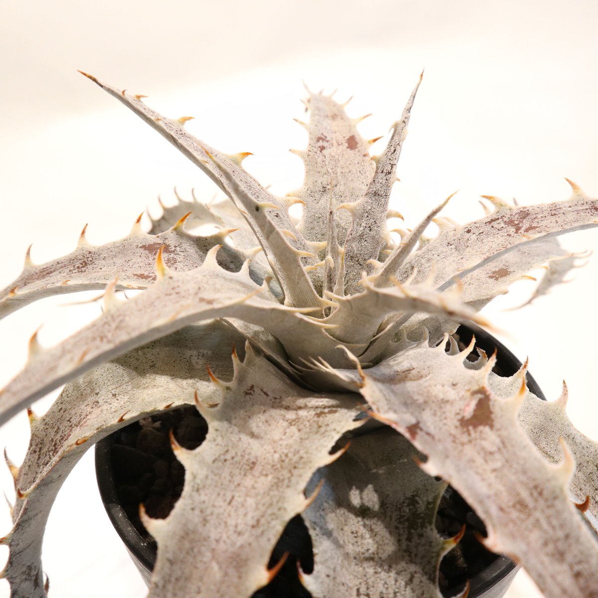 Dyckia Red Bone X ML Red Clone F1 | mana's farm