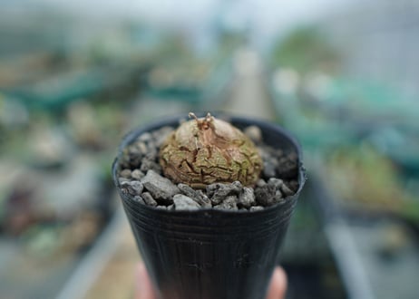 亀甲竜　Dioscorea elephantipes　No.9
