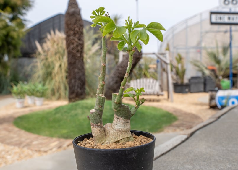 アデニア グラウカ | mana's farm:塊根植物・アガベ・ドライガーデン