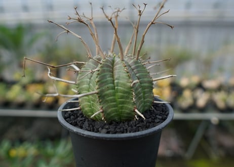 ユーフォルビア　スーパーバリダ　Euphorbia super valida  No.2