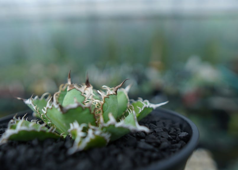 アガベ チタノタ フィリグリー agave titanota filigree No.4 | アガベ チタノタ フィリグリー agave titanota filigree No.4 |
