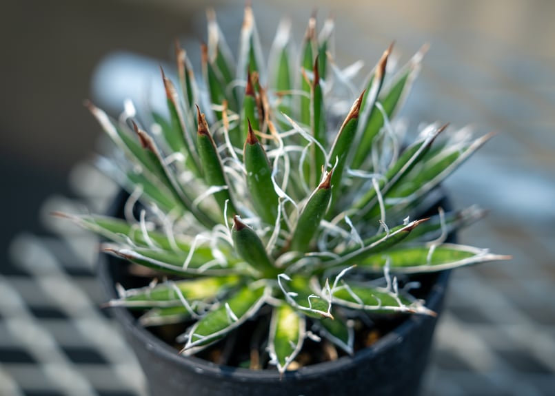 アガベ フィリフェラ シディゲラ agave filifera ssp. schidigera