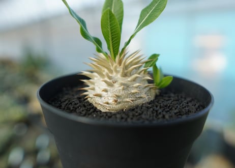 パキポディウム　恵比寿大黒　Pachypodium Densicaule　No.7
