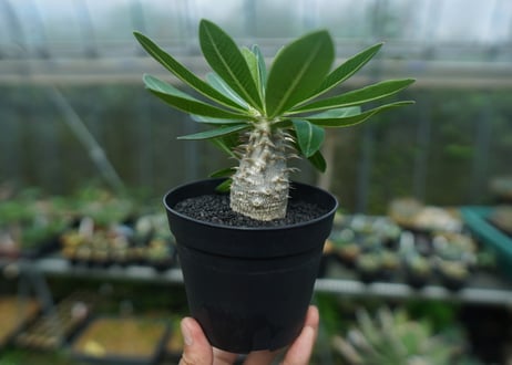 パキポディウム　恵比寿大黒　Pachypodium Densicaule　No.7