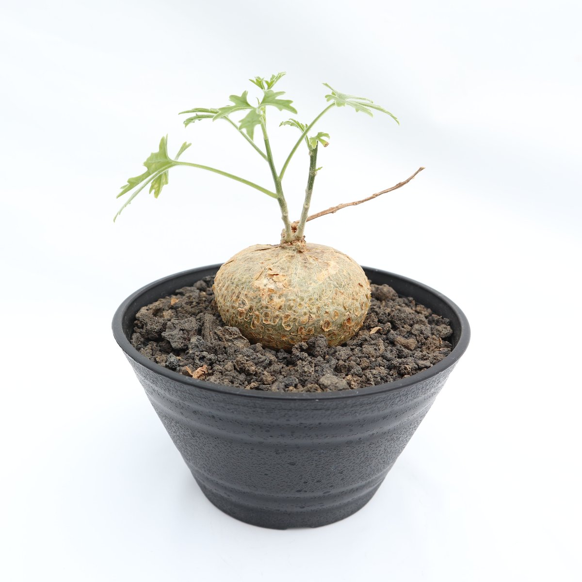 ジゴシキオス プベスセンス | mana 