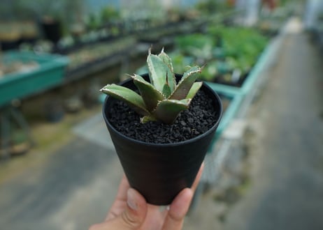 アガベ　チタノタ　FO-76　Agave titanota  FO-76　No.8
