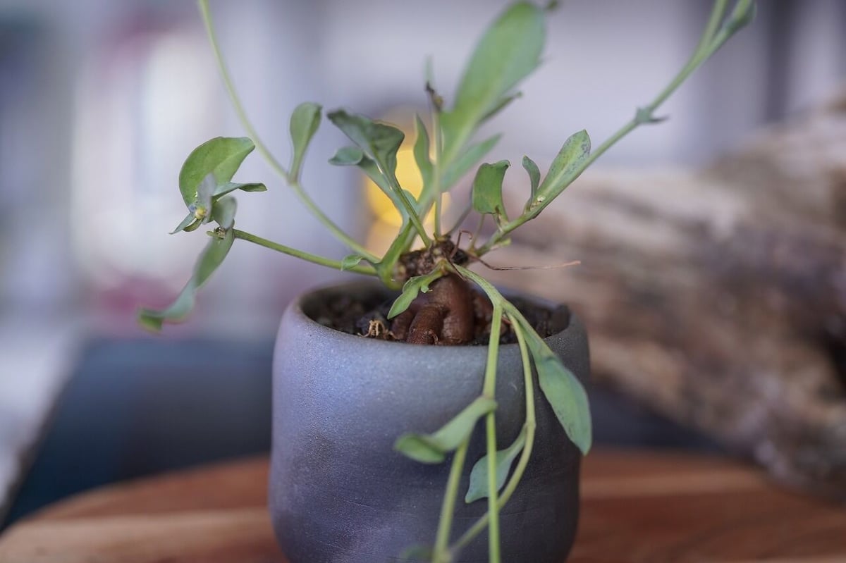 Othonna perfoliata | mana's green:塊根植物販売|マナズグリーン