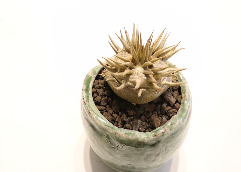 パキポディウム エブレネウム 国内実生 | mana's farm:塊根植物