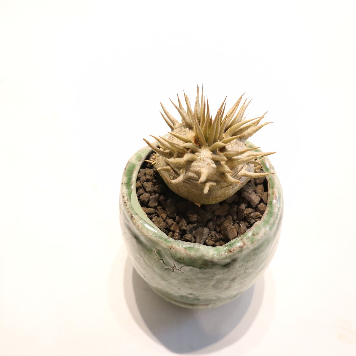 パキポディウム エブレネウム 国内実生 | mana's farm:塊根植物