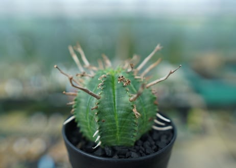 ユーフォルビア　スーパーバリダ　Euphorbia super valida