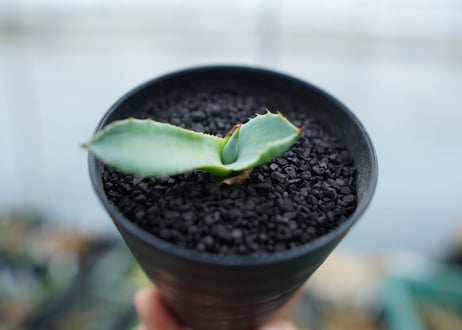アガベ　パリー　”トランカータ”　Agave parryi var. truncata No.2