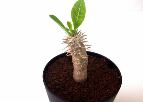 パキポディウム ホロンベンセ　 Pachypodium rosulatum var. horombense  ２