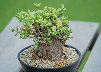 エンセファラルトス　トリスピノーサス fit=scale-down,w=1200