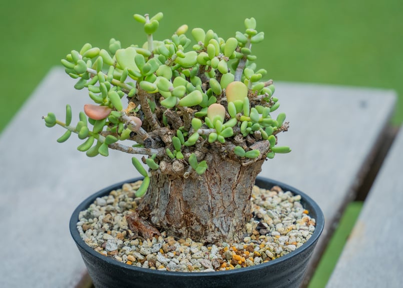 ケラリアピグマエア・ペラルゴニウムミラビレ 冬型塊根 冬型塊根植物入荷しました！ | mana's farm:塊根植物・アガベ