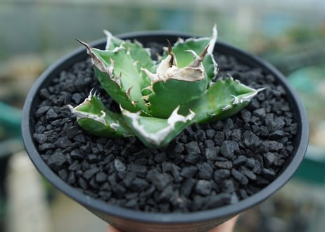 アガベ　チタノタ　白火焔　agave titanota white fire　No.2