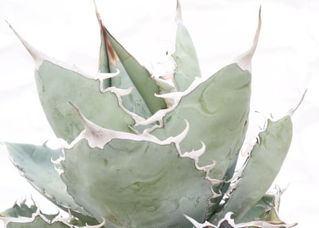 Agave　titanota 　White Ice