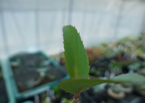 キフォステンマ　ユッタエ　Cyphostemma juttae No.2